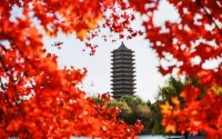 北京大学阳光志愿者协会基本简介 (北京大学阳光招生信息平台)